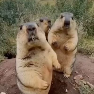 JustRandom46079's profile picture. 