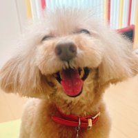 ็ฌ๐๐๐๐___ (@sugococo) 's Twitter Profile
