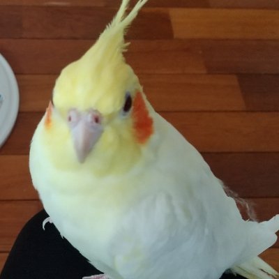 だんごさんのプロフィール画像