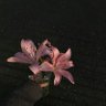 arc_eeemerh's profile picture. please pray for me when you hear of my death