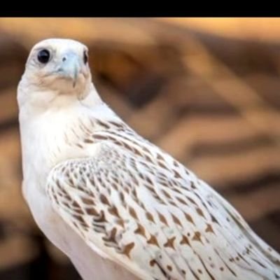 ارجو عدم دخول خاص للطلب اموال وهدايا/خلك نصوح وواجه الطيب بالطيب
راعي الوفا والطيب يجزى بطيبه
وابعد عن اللي كل هرجه عذاريب
يشوف عيب الناس ماشاف عيبه
