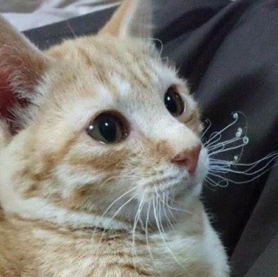 모비딕 오너 베리첼첼 Profile