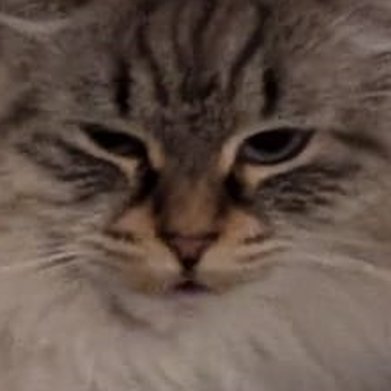 Cschlingensief's profile picture. 