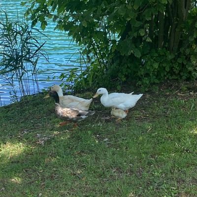 NICHOLAS_DYN's profile picture. 🇧🇪🇨🇦🇺🇲🍕🥙🍟