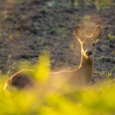 Dzielę się fotografiami tego co spotykam dookoła. Najczęściej fotografia przyrodnicza.