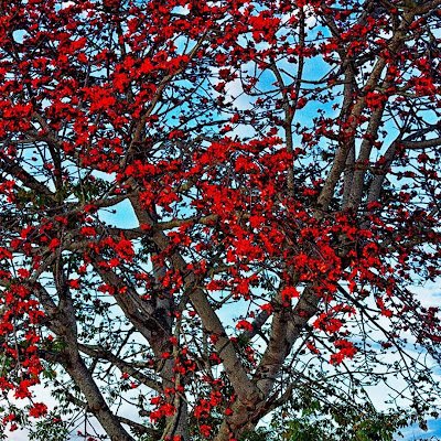 ChoLuin33067's profile picture. 