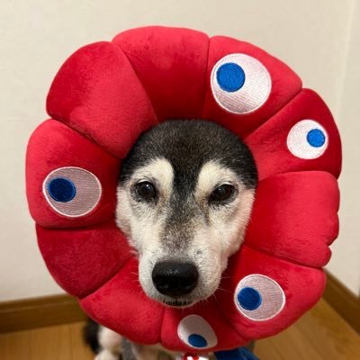 XlDEF7yoPu0IeWj's profile picture. 進撃エルリ（CP左右固定）に心臓を捧げた成人済腐女子／撃ミュohno団長＆mtd兵長に心臓を撃ち抜かれ沼に沈没／無言フォロー失礼いたします