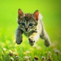 talk to the paw (@talktothepaw_) 's Twitter Profile
