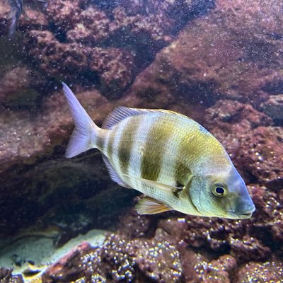 Estb599's profile picture. compte personnel. Mes avis n'engagent que moi. Des trains et des voitures mais parfois des trains. Mais des voitures aussi.