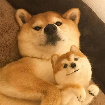 zfhvhjkj's profile picture. 