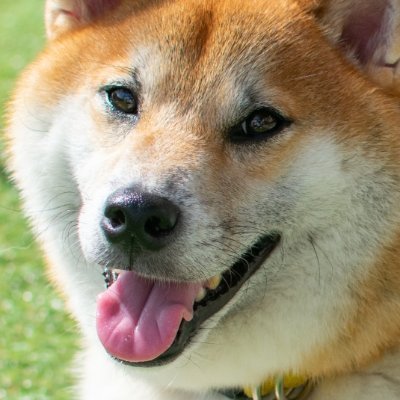 犬です
最近、インディーズゲームブームなので思い切って
ウディコンに参加してみました
@第17回ウディコン 犬の魔王討伐 で参加
ポケモンとか好きなのでポケモンの事もつぶやくかも知れません