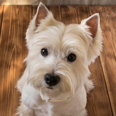 BWAHAHAHA1234's profile picture. Be kind 😊