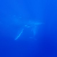 くじら屋さん (@kujira_77777) 's Twitter Profile