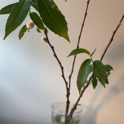 rez_alvin's profile picture. Ars Longa - Vita Brevis. 🪴