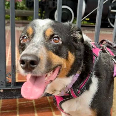 Maylee the Rescue Pup Profile