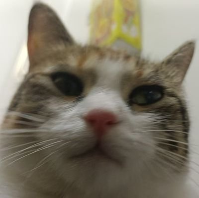 Yk0rL's profile picture. 20↑