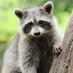 Raccoon Fans (@leonardw54966) Twitter profile photo Raccoon Fans (@leonardw54966) Twitter profile photo