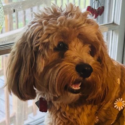 #Cowboys #PennStateFootball pizza addict. News, weather, politics nerd. he/him ... Opinions are my own and no one else. RT ≠ endorsement. Take time for you.