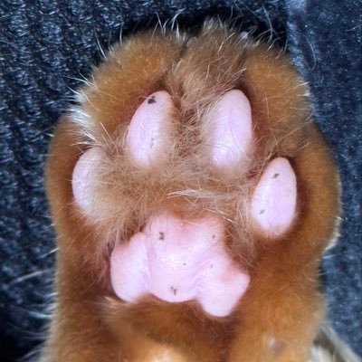 夜猫さんのプロフィール画像