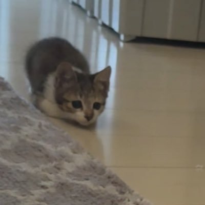 utanohimitukiti's profile picture. うた｜ uta ｜ ♂ ｜生後6ヶ月｜2025年5/11🎂 ｜ 7/11〜出会った日｜ 保護猫🐱ྀི Rescued baby boy from Japan