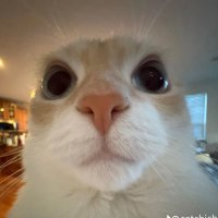 Steven🎴 (@dylansteven4) 's Twitter Profile