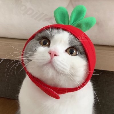 🏄🏻‍♀️˙ ͜ʟ˙ 🏖️♡̩͙