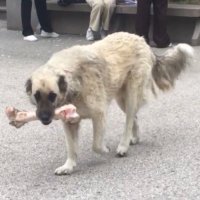 pideli kofte (@tipimusaitdegil) Twitter profile photo