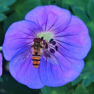 Ich liebe die Natur.
Die Welt braucht nicht mehr Waffen. Sie braucht mehr Liebe. Und Blumen. Viel mehr Blumen 🪻🌺🌻
Wähle 💙, aber Politik ist nicht mein Leben