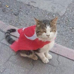 tp_duolingo's profile picture. A Turkish programmer/coder/idk cat trying to live 😼