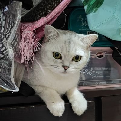 ena_sbrmhlmi's profile picture. 