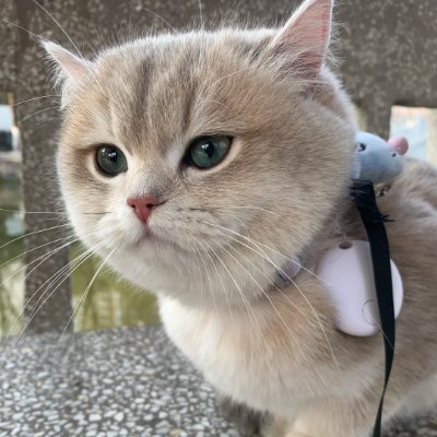 lyhmmjkj's profile picture. Life has its ups and downs, but learning to make peace with yourself is key✨