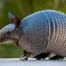 Dead-Armadillo (@panzerschwein13) Twitter profile photo Dead-Armadillo (@panzerschwein13) Twitter profile photo