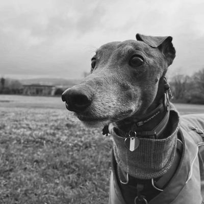 Born in Ireland 🇮🇪 | lives in North East England 🏴
Squizzas beware!! I can sing... loudly!
🎶🙉☘️😍🐾💙