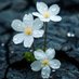 Serenity Scape 🍃 (@serenityscape56) Twitter profile photo Serenity Scape 🍃 (@serenityscape56) Twitter profile photo