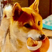 よっくん (@a0oornif8s75285) 's Twitter Profile