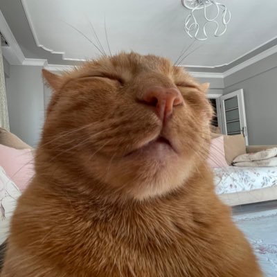 al1oz's profile picture. https://t.co/kM3qZCWGb8