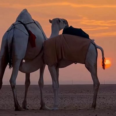 sh_7v's profile picture. الجمود العقائدي لايواتيني ،الوطن العربي