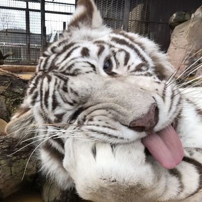 NiggaPawjob's profile picture. Not the Nigga Move guy