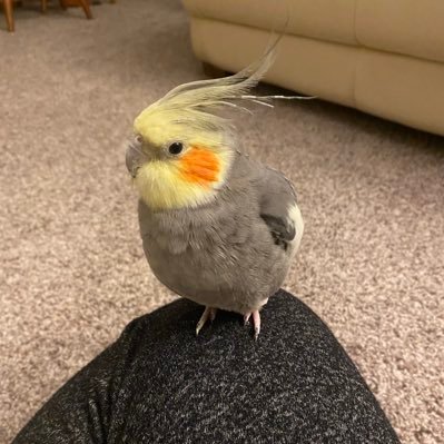 acs_mav2016's profile picture. 