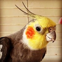 Random Musings (@brittonfeedseed) 's Twitter Profile