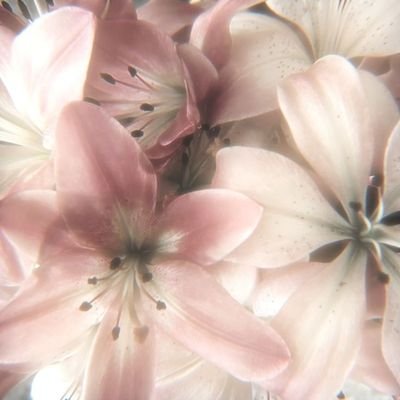 nikiebreo's profile picture. 