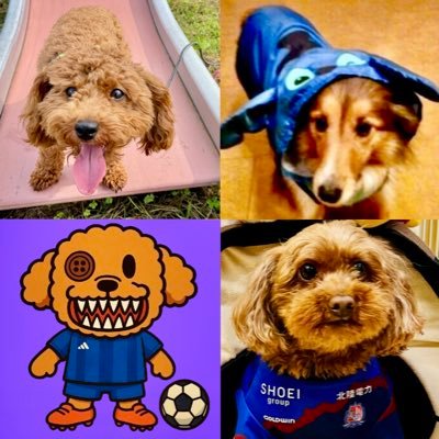 tee tea & Poodles 🐾さんのプロフィール画像