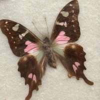 Mirala (@mirala543) 's Twitter Profile