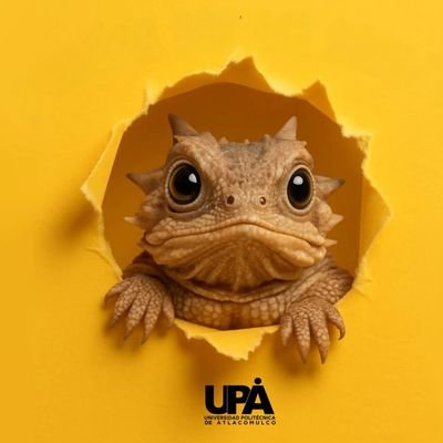 La educación empodera.
Rector de la Universidad Politécnica de Atlacomulco