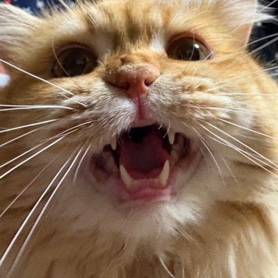 れいわ新選組🐾釧路ボランティア+自身の政治活動を行ってます🥝子供達しっかりとした学びと食を。まずは給食センターの方の賃金UP!生きてるだけで価値のある社会。人口減少の止まらない釧路。どう向き合うか日々色々な話を聞いています。 #旭川はのむらパターソン