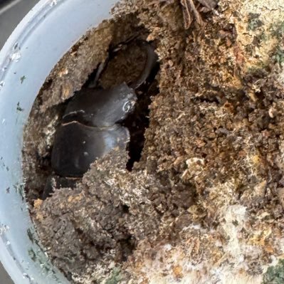 カブクワ採取と飼育🪲2024年〜大阪府豊中市千里にて、現地のカブクワ調査・研究を行っています🪲地元千里の方の採取相談や情報交換も歓迎🪲生物分類技能検定4級🪲たまに国家技能検定とか🛠️