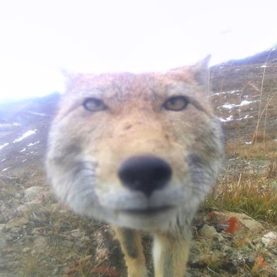 v0dkav3ndr_'s profile picture. 