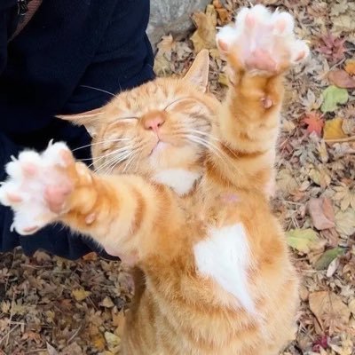 yubnerxc's profile picture. 成为不了现实中的亚瑟王 那就成为生活里的老流氓