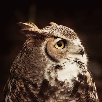 adios_nekko's profile picture. 限界オタク系人外。猛禽類の皮を被った只のチキン。もれなく頭も鳥仕様。多方面にオタク。趣味と時事。　　　　　　　　
✦オタ活用→@nemusou_02