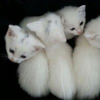 غوث بوي جوني (@theyoungothboy) 's Twitter Profile